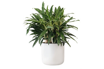 Aglaonema zebra flower. Flower pot on a white background. The picture can be used to complement pictures with interior designs.