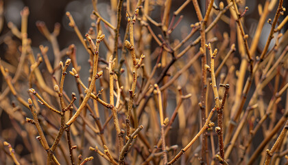 Closeup view of bush with bare twigs outdoors