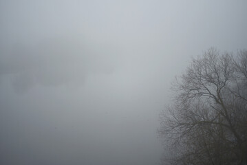 Foggy landscape. Nothing is visible except the branches of a tree in the foreground and a barely perceptible silhouette in the background.
