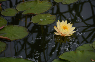 water lilies in the pond
