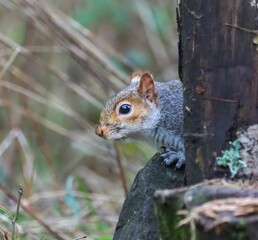 Curious squirrel peeking from behind a tree.