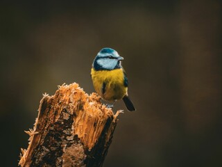 Vibrant bird on a tree stump
