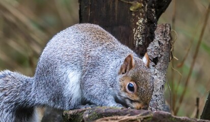 Gray squirrel foraging on a tree stump.