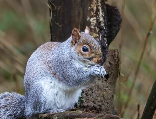 Gray squirrel eating on a tree stump.