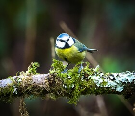 Blue tit on mossy branch in forest.