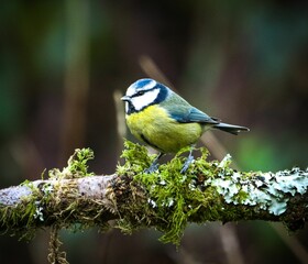 Blue tit perched on a mossy branch in the forest.