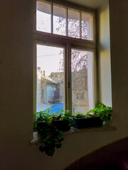 Flowers on window in a building