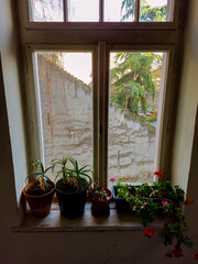Flowers on window in a building