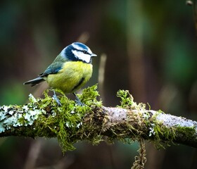 Blue tit on a mossy branch in the forest.