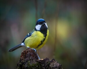Great tit on a mossy branch in the forest.