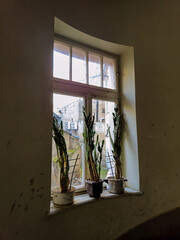 Flowers on window in a building