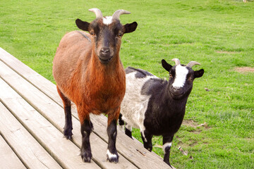 Adorable Goat Duo on Wooden Deck