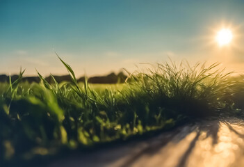 Fototapeta premium sunset over grass against simple background with space for text