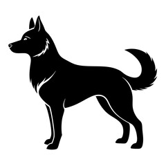 black and white dog