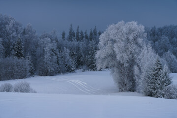 snow covered trees in winter