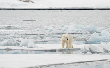 Male polar bear (Ursus maritimus) on ice