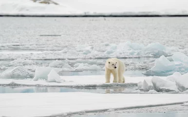 Gordijnen Male polar bear (Ursus maritimus) on ice © STUEDAL