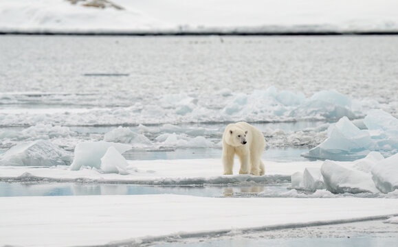 Male polar bear (Ursus maritimus) on ice
