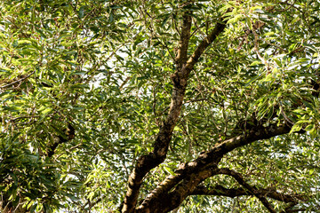 green tree branches