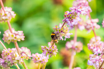 Bumblebee (Bombus hypnorum) is sucking nectar from Salvia flower.