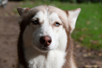 siberian husky dog