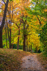 Naklejka premium Amazing autumn. autumn leaves in colorful park. Fall landscape.