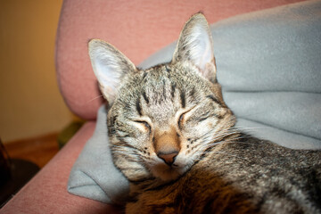Domestic cat sleeping on a chair