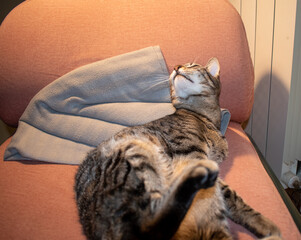 Domestic cat sleeping on a chair