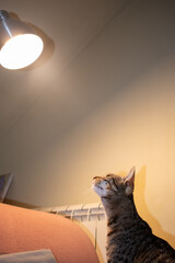 Domestic cat looking at lamp at house