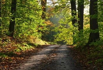 Obraz premium path in autumn forest