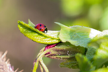 Ladybug finds a cozy spot on a green leaf