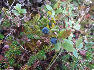 Blueberries on the bush