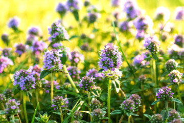 Thyme blooms in the spring. Thyme is a medicinal and honey-bearing plant