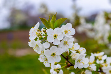 A branch of cherry with white flowers on a blurred background in sunny weather