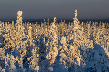 Snowy and frosty forest in the last light before sunset in Riisitunturi National Park, Northern...