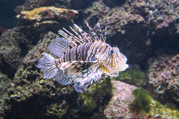 Striking Lionfish with Ethereal Fin Spreads