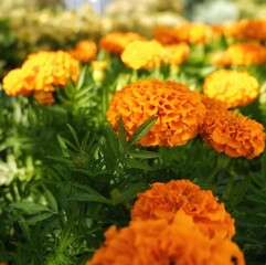 orange flowers in the garden