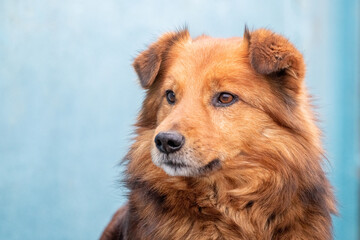 Portrait of a large brown shaggy dog ​​with an attentive look