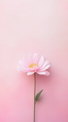 Obraz premium Delicate Pink Flower, A Simple Floral Beauty