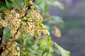 currant blossom, currant bush with flowers in spring