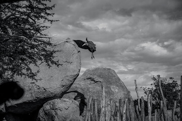 photographs of African vultures in their natural habitat in the middle of nature