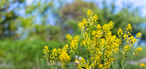 Thickets of wild yellow flowers in the garden