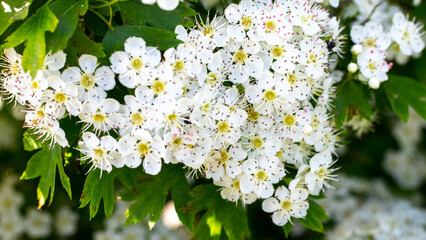 hawthorn blossom, hawthorn bush with white flowers