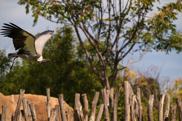 photographs of African vultures in their natural habitat in the middle of nature