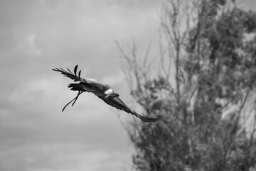 Obraz premium photographs of African vultures in their natural habitat in the middle of nature