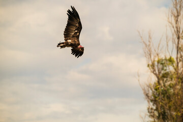 photographs of African vultures in their natural habitat in the middle of nature