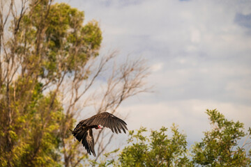 photographs of African vultures in their natural habitat in the middle of nature