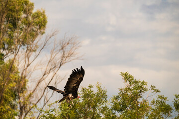 photographs of African vultures in their natural habitat in the middle of nature