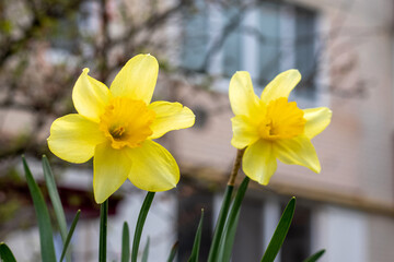 daffodils blooming, yellow daffodils against the background of a multi-story building