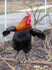 Rooster with black and brown feathers with spread wings on a farm